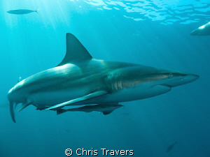 "Blacktip in The Sun 2" by Chris Travers 